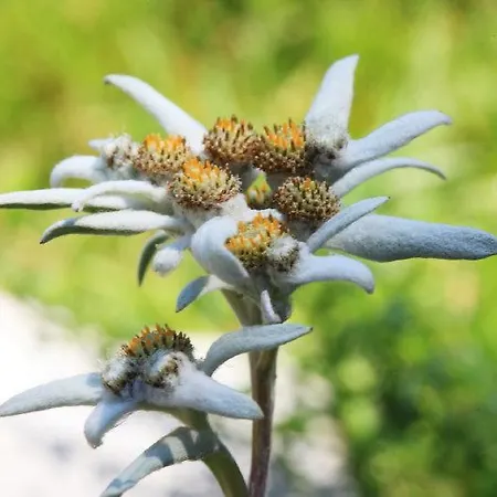 Planinska Koca Na Gozdu *