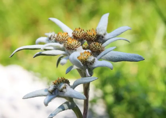 Planinska Koca Na Gozdu *